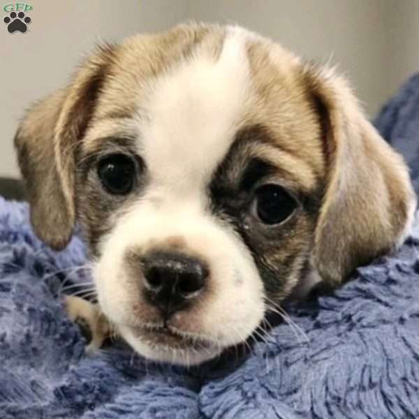 Penny, Pug Mix Puppy